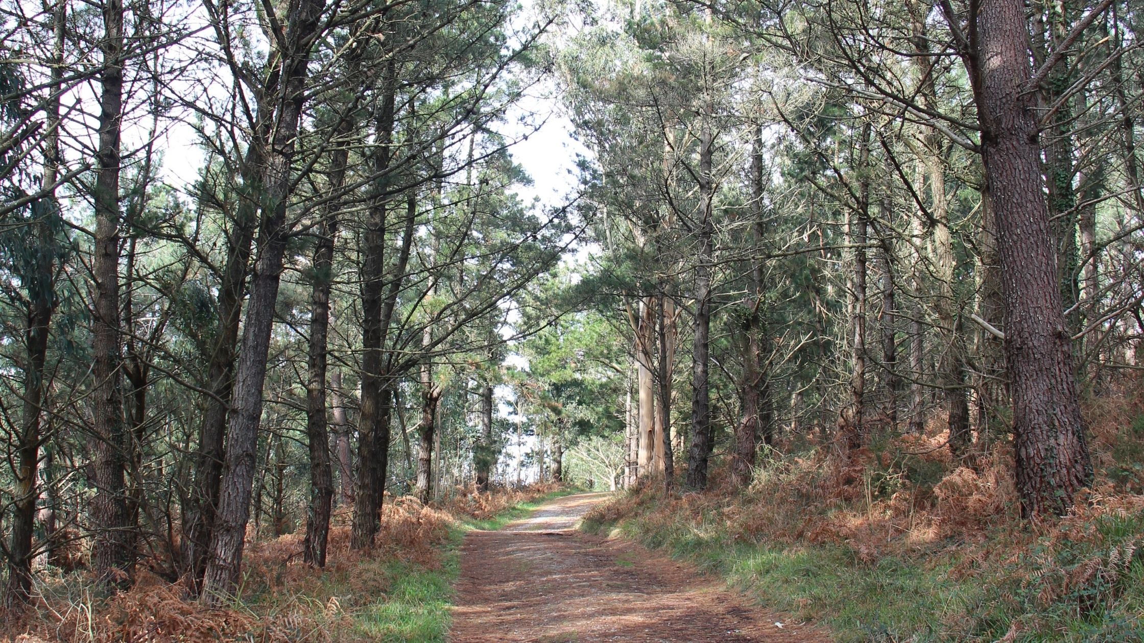 bosque-ruta-cabo-de-ogoño
