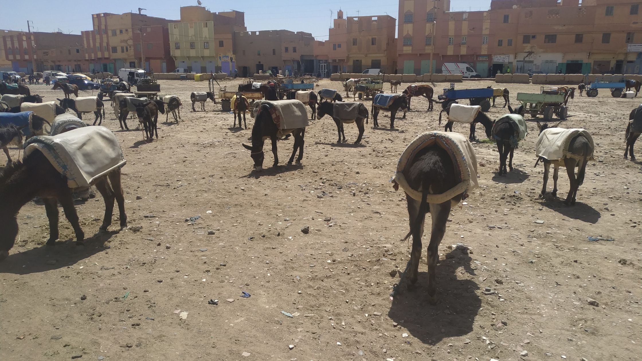 burros-en-el-mercado-de-rissani-marruecos