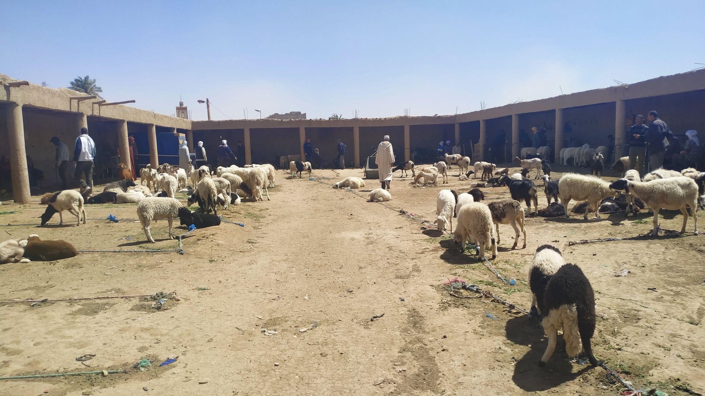 ovejas-en-el-mercado-de-rissani-marruecos