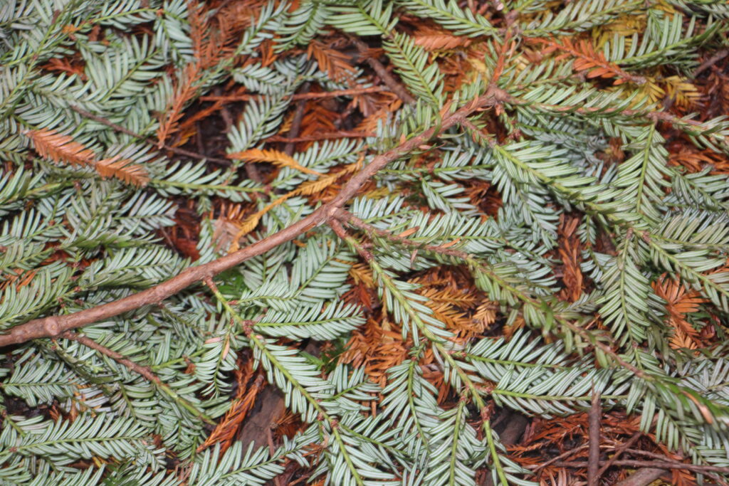 bosque-de-secuoyas-cabezon-de-la sal