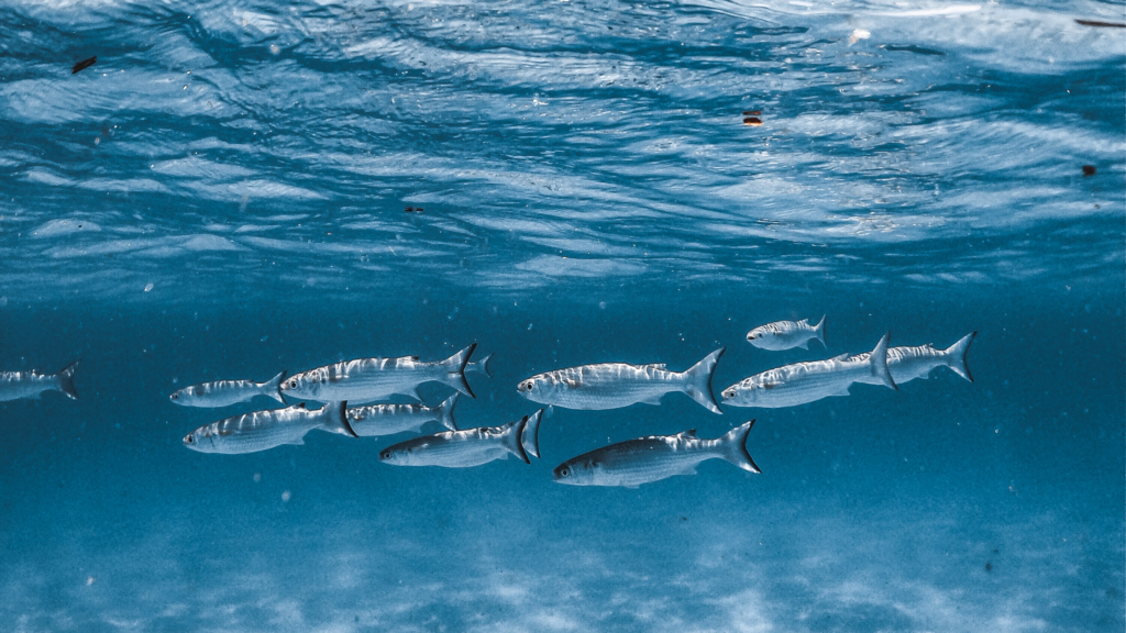 Snorkel-en-Tabarca