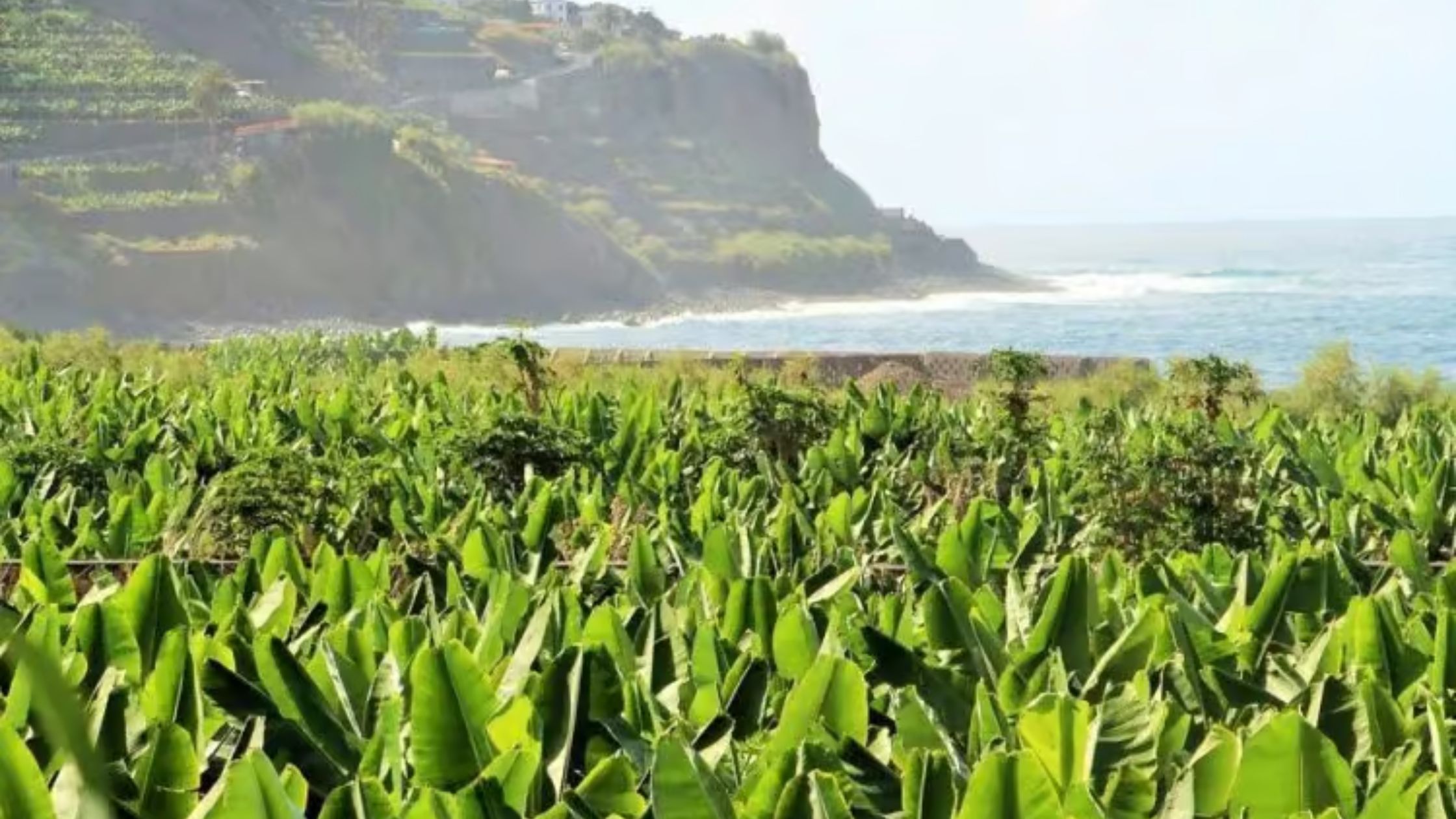 la-gomera-con-niños