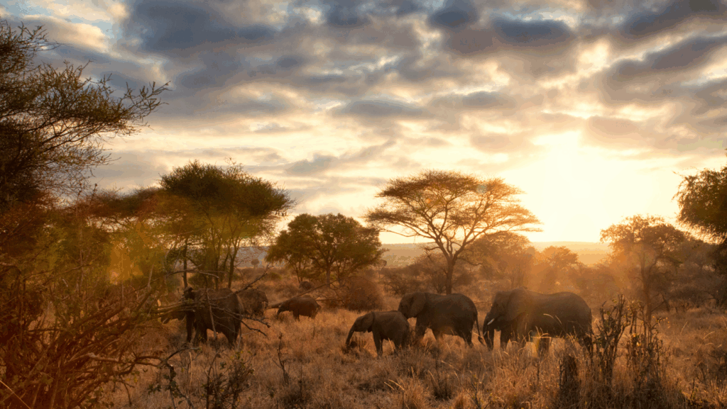 Amanecer en la sabana africana durante un safari en Tanzania con elefantes y acacias al fondo