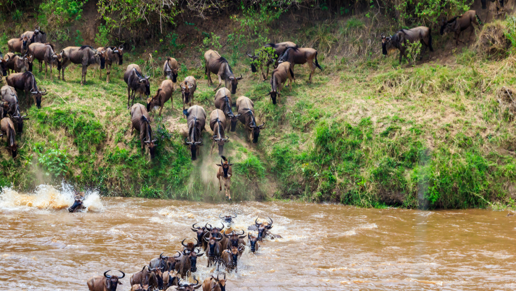 Manada de ñus cruzando el río Mara durante la Gran Migración en el Serengeti
