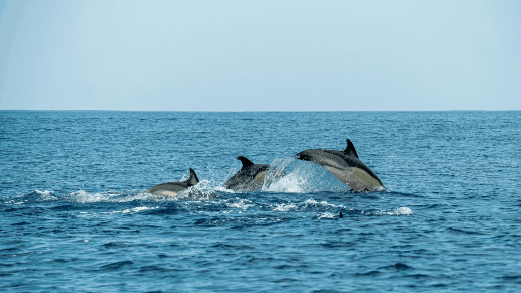 mallorca-en-familia-excursion-delfines-santa-ponsa