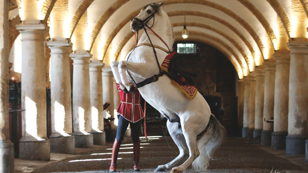 caballo-andaluz-caballerizas-reales-cordoba