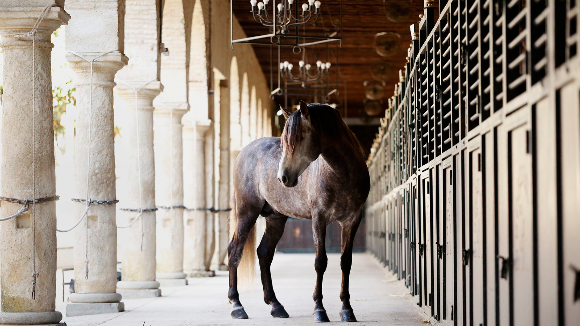 caballo-andaluz-caballerizas-reales-cordoba