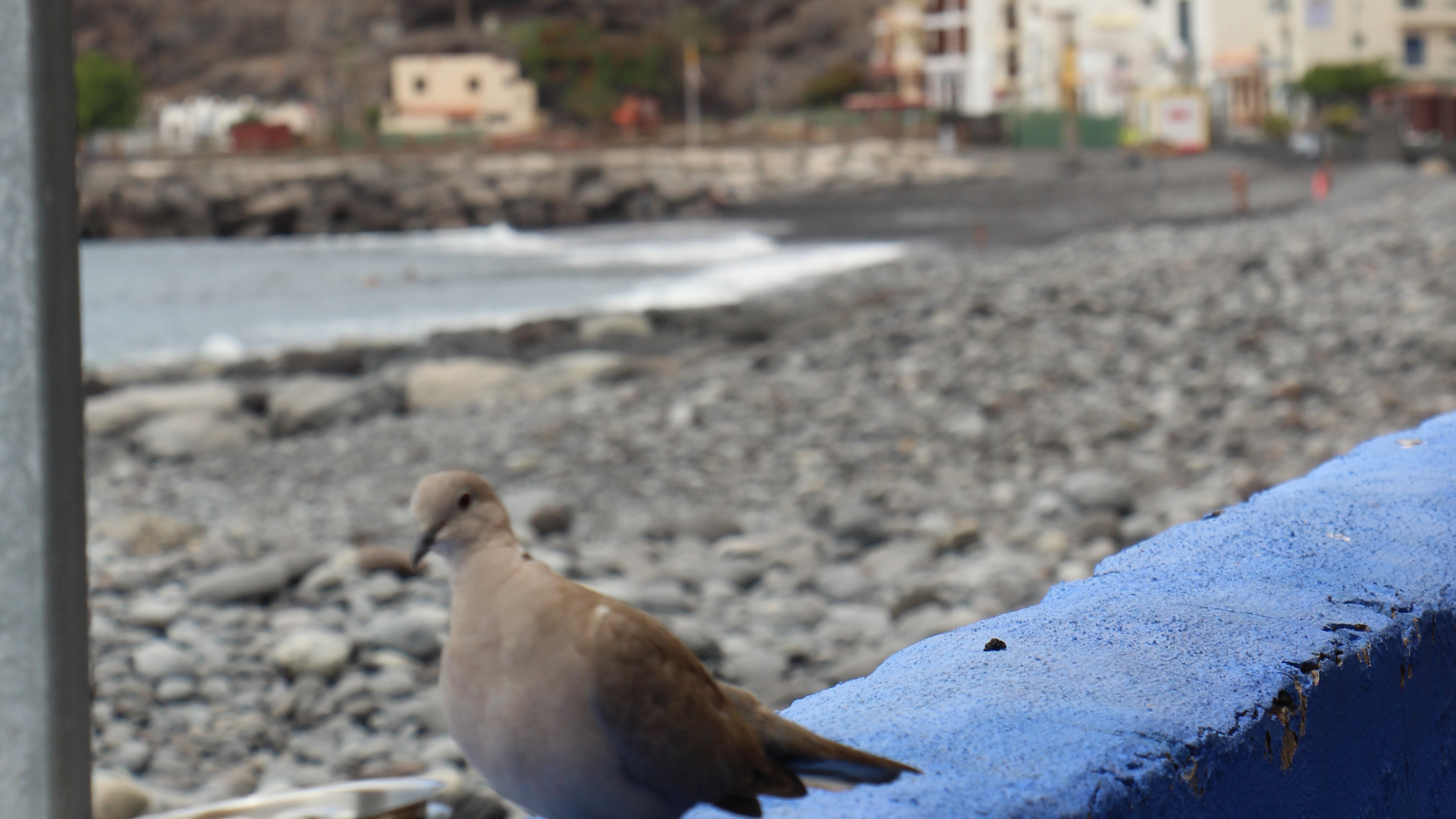 Alajeró-playa-de-santiago-viajar-a-La Gomera-con-niños