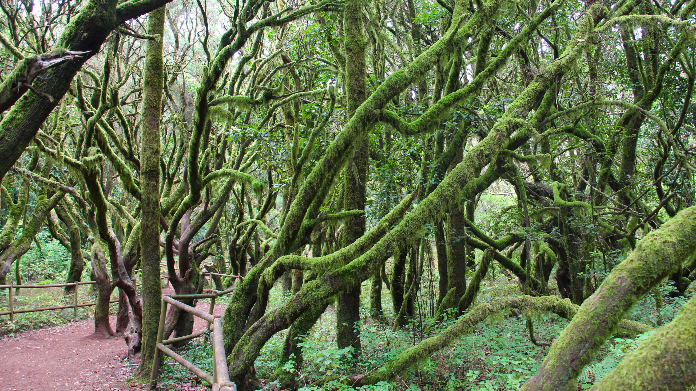 Senderismo-con-niños-en-la-gomera