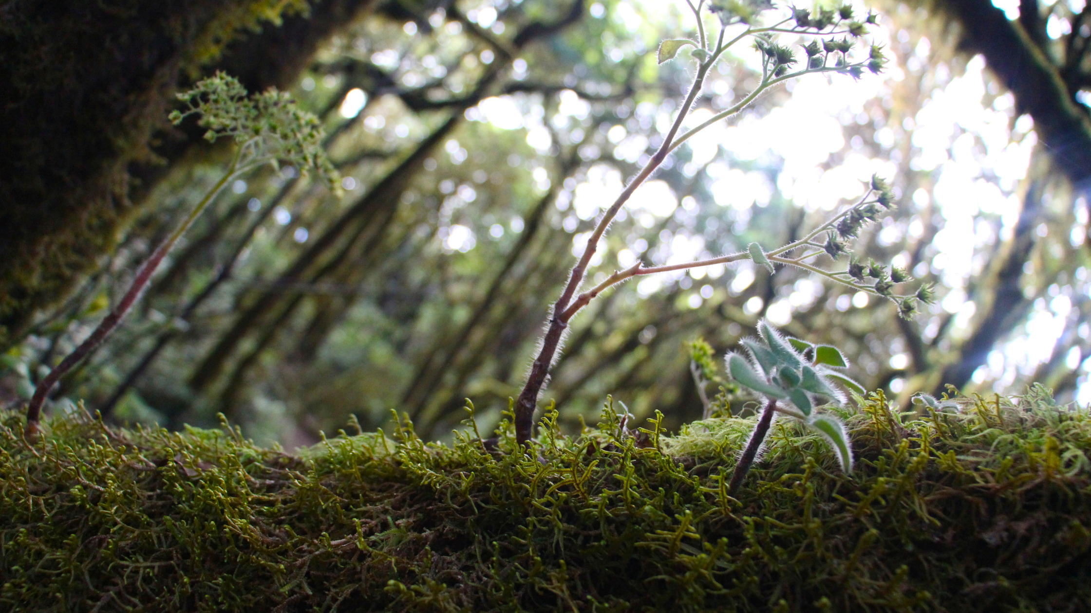 Senderismo-con-niños-en-la-gomera