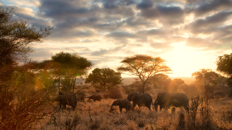 Amanecer en la sabana africana durante un safari en Tanzania con elefantes y acacias al fondo