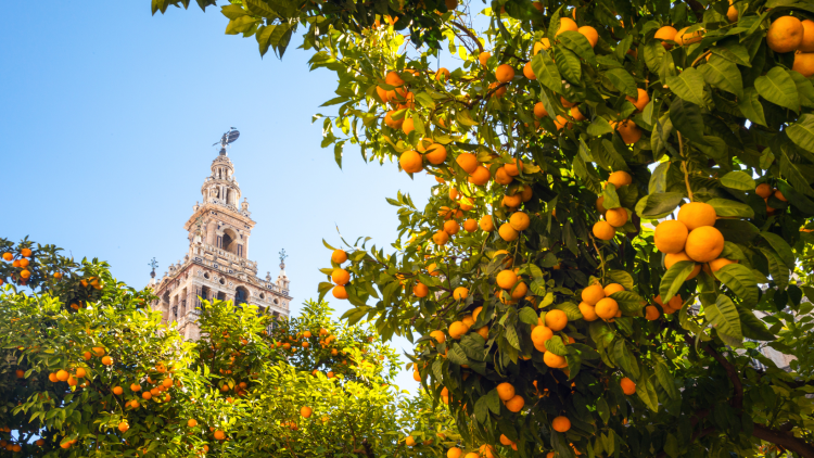 Portada de Facebook Foto Tecnología y Videojuegos Azul Neón(138) calles-de-sevilla-con fachadas-históricas-patios con-flores-y-vistas-a-la-giralda